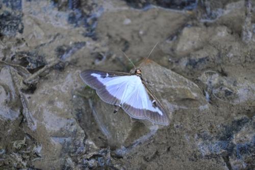 Cydalima perspectalis